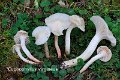 Cuphophyllus virgineus-amf924